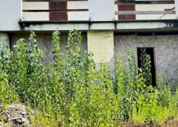 Foto 7 - Rustico Montespertoli - foto 7