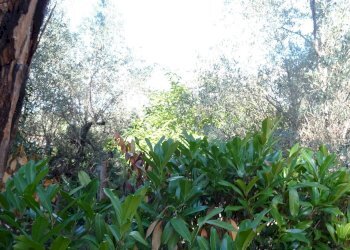 Foto 32 - Villa Montespertoli - foto 32