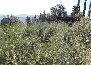 Foto 44 - Villa Montespertoli - foto 44