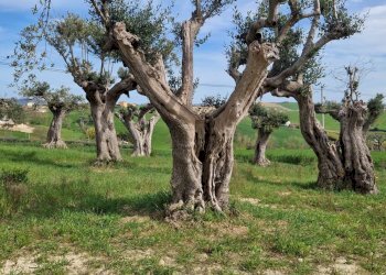 Foto 10 - Villa Recanati - foto 10