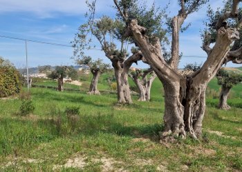 Foto 11 - Villa Recanati - foto 11