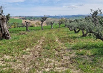 Foto 15 - Villa Recanati - foto 15