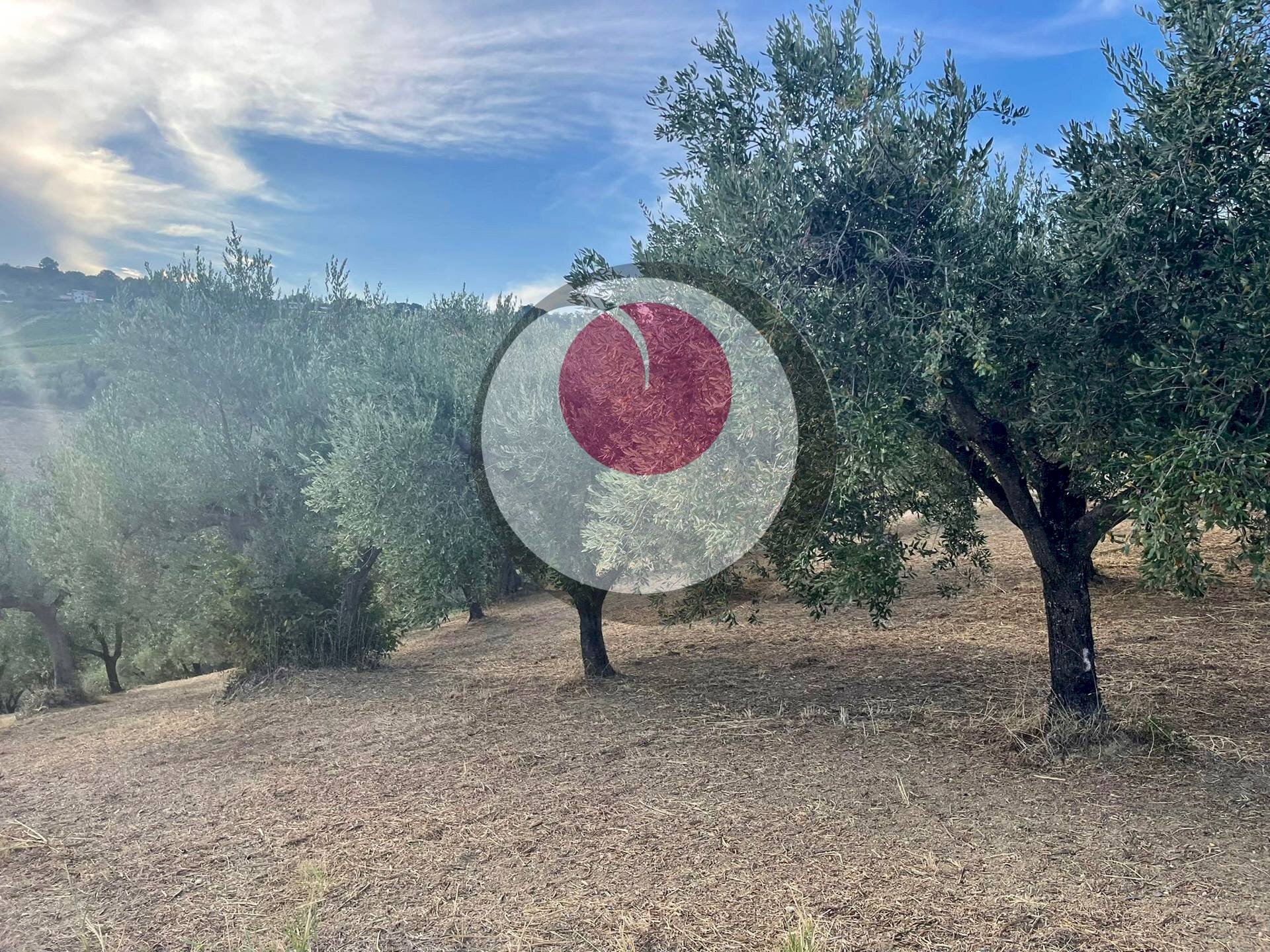 Foto 3 - Agricultural land Lanciano - photo 3