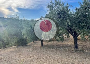 Foto 3 - Agricultural land Lanciano - photo 3