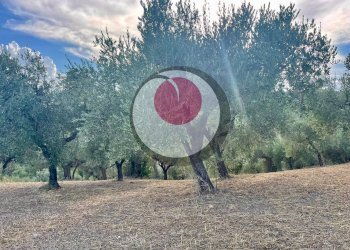 Foto 4 - Agricultural land Lanciano - photo 4