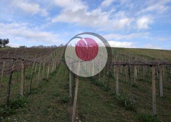 Foto 1 - Terreno agricolo Castel Frentano - foto 1