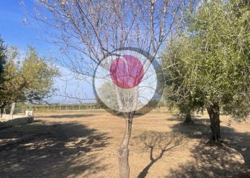 Foto 3 - Rustico località fonte grande, Arielli - foto 3