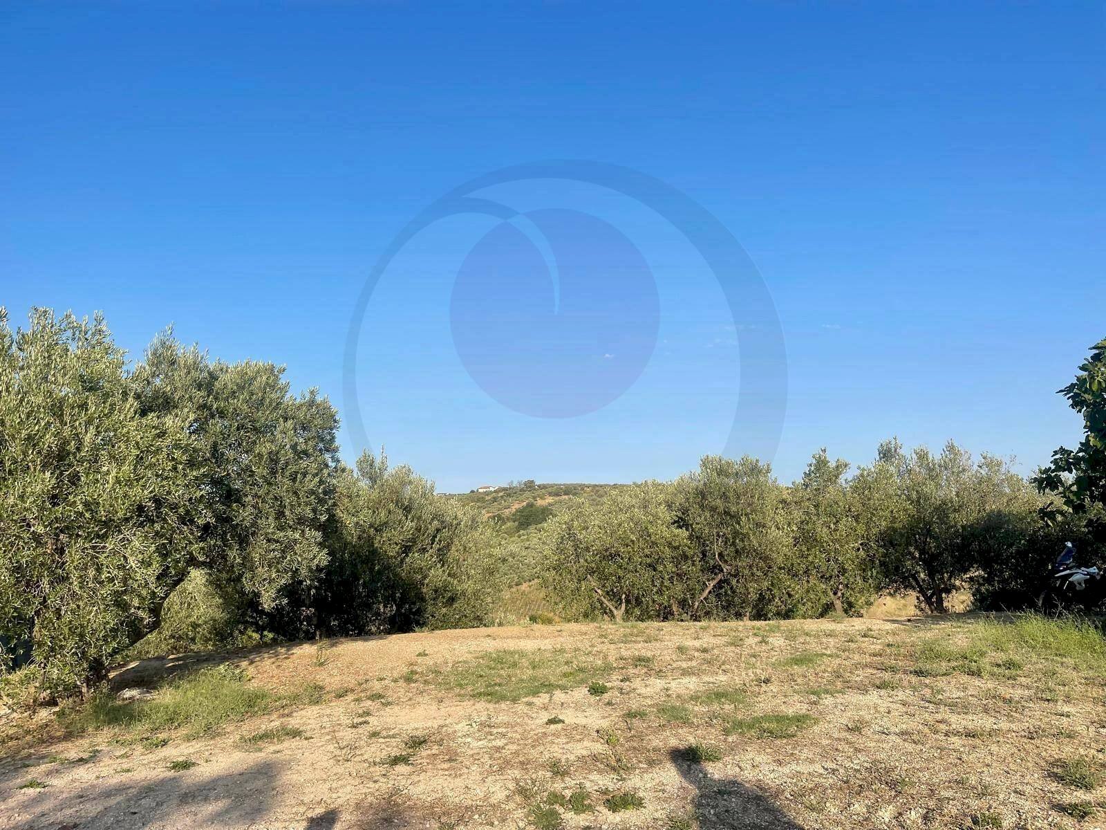 Foto 2 - Terreno agricolo contrada Re di coppe, Lanciano - foto 2