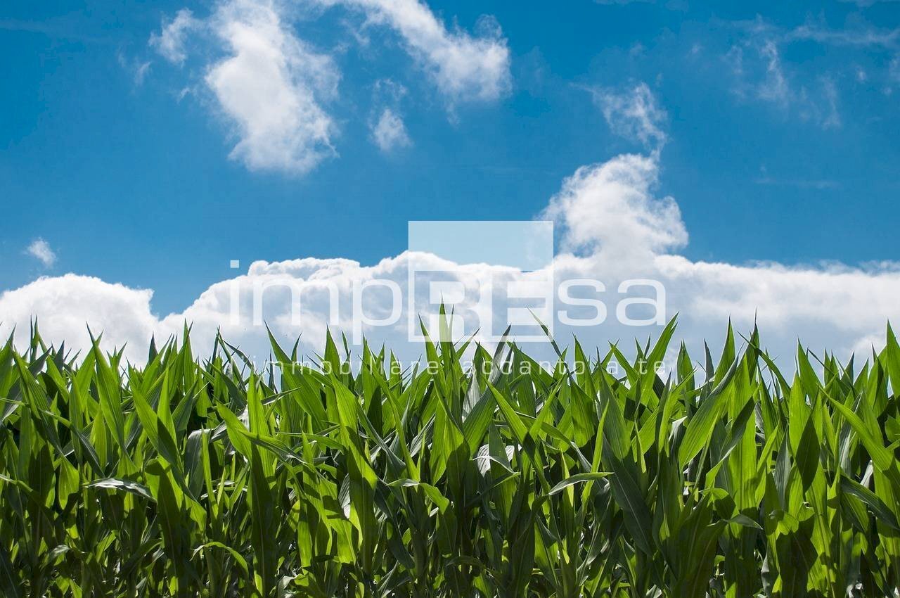 Foto 3 - Agricultural land via mattielli, Preganziol - photo 3