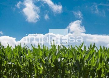 Foto 3 - Agricultural land via mattielli, Preganziol - photo 3