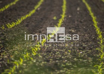 Foto 4 - Agricultural land via mattielli, Preganziol - photo 4