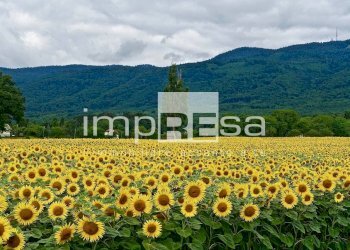 Foto 9 - Agricultural land via mattielli, Preganziol - photo 9