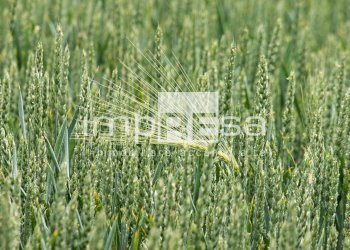 Foto 10 - Agricultural land via mattielli, Preganziol - photo 10