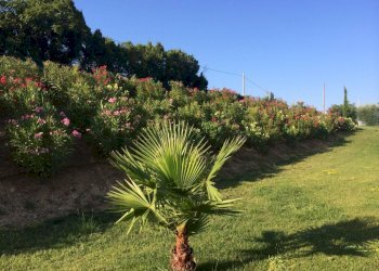 Foto 29 - Villa Cupra Marittima - foto 29