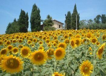 Foto 10 - Rustic offida, Offida - photo 10