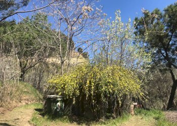 Foto 36 - Rustic Monteprandone - photo 36