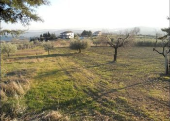 Foto 17 - Rustico contrada Lava, Offida - foto 17