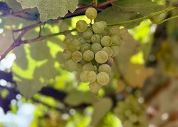 Foto 16 - Three-room apartment Ripatransone - photo 16