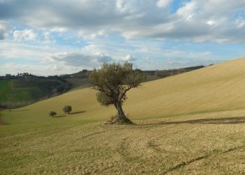 Foto 11 - Rustico Monteprandone - foto 11