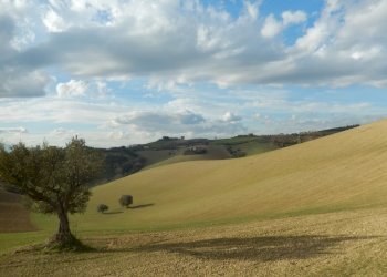 Foto 14 - Rustico Monteprandone - foto 14