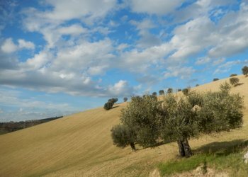 Foto 15 - Rustico Monteprandone - foto 15