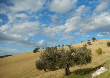 Foto 16 - Rustico Monteprandone - foto 16