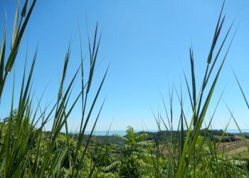 Foto 11 - Rustico Altidona - foto 11