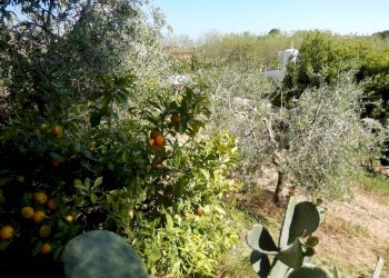 Foto 19 - Rustic Controguerra - photo 19