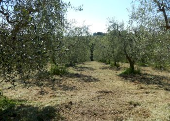 Foto 25 - Rustic Controguerra - photo 25