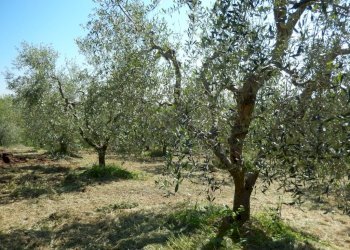 Foto 26 - Rustic Controguerra - photo 26