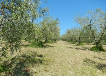 Foto 27 - Rustic Controguerra - photo 27