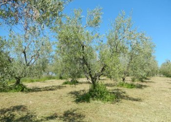 Foto 28 - Rustic Controguerra - photo 28