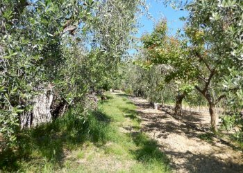 Foto 29 - Rustic Controguerra - photo 29