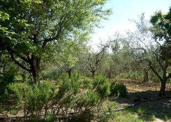 Foto 32 - Rustic Controguerra - photo 32