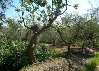 Foto 33 - Rustic Controguerra - photo 33