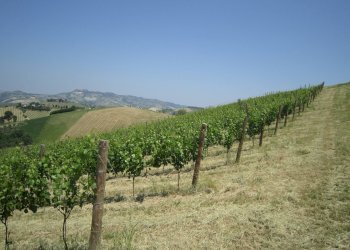 Foto 3 - Rustic Borgo Miriam, Offida - photo 3