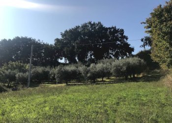 Foto 15 - Rustico Contrada Fonte Vecchia, Monteprandone - foto 15