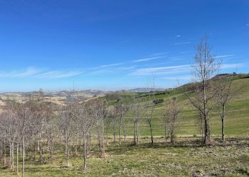 Foto 9 - Rustico Castignano - foto 9