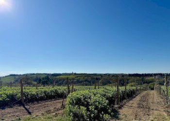 Foto 27 - Rustico Quercia Ferrata, Ripatransone - foto 27