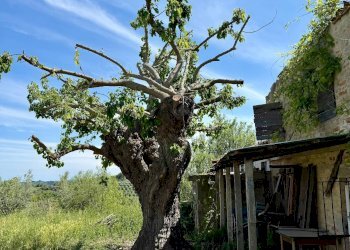 Foto 30 - Rustico Quercia Ferrata, Ripatransone - foto 30