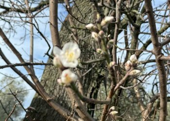 Foto 33 - Rustico Quercia Ferrata, Ripatransone - foto 33