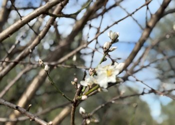 Foto 53 - Rustico Quercia Ferrata, Ripatransone - foto 52