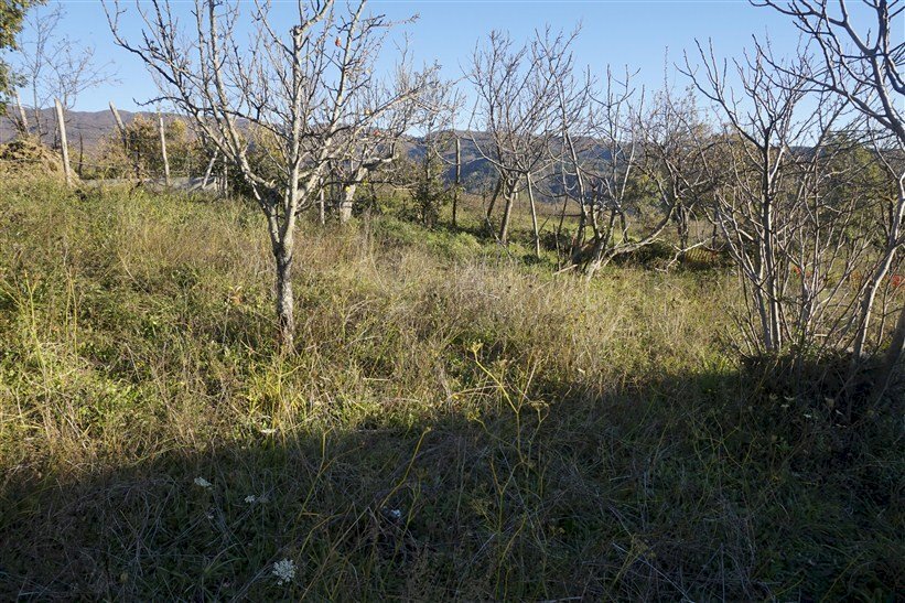 Foto 1 - Terreno edificabile via Donato  Bendicenti, Casali del Manco - foto 1