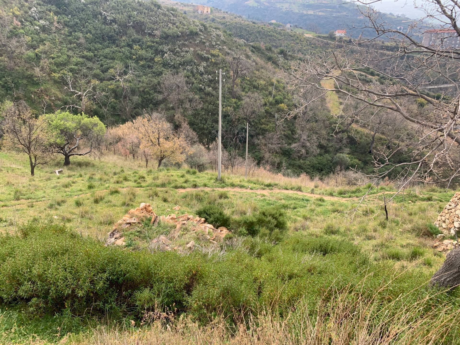 Foto 2 - Agricultural land Luzzi - photo 2