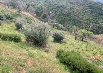 Foto 3 - Terreno agricolo Luzzi - foto 3