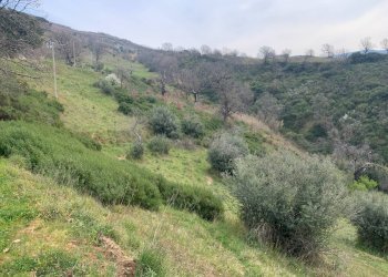 Foto 4 - Terreno agricolo Luzzi - foto 4