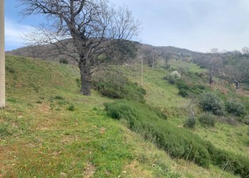 Foto 5 - Terreno agricolo Luzzi - foto 5