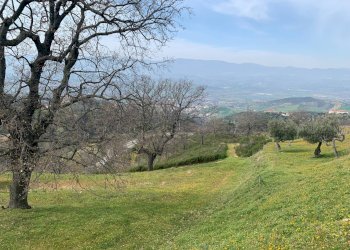 Foto 9 - Terreno agricolo Luzzi - foto 9