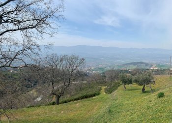 Foto 11 - Terreno agricolo Luzzi - foto 11