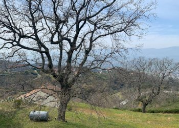 Foto 12 - Terreno agricolo Luzzi - foto 12